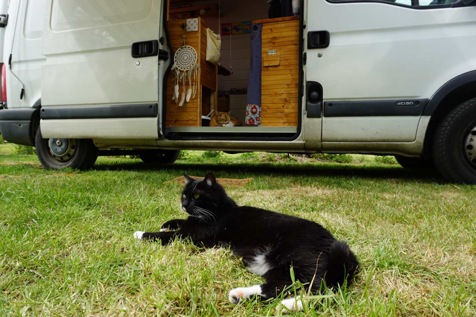 vans avec des chats