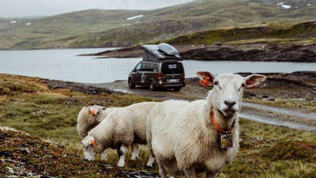 Vikafjellsvegen, sur la route entre Vik et Vinje/Voss