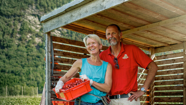 Les très longues journées d'ensoleillement de l'été sont idéales pour la culture de la fraise.