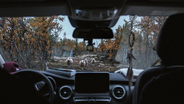 En Norvège, il n'est pas rare de croiser des moutons lâchés en pâture. Il y en aurait plus de 2 millions sur le territoire.