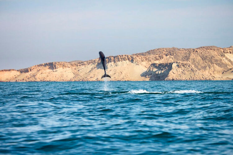 Parmi la très riche faune de l'île de Qeshm, les dauphins.