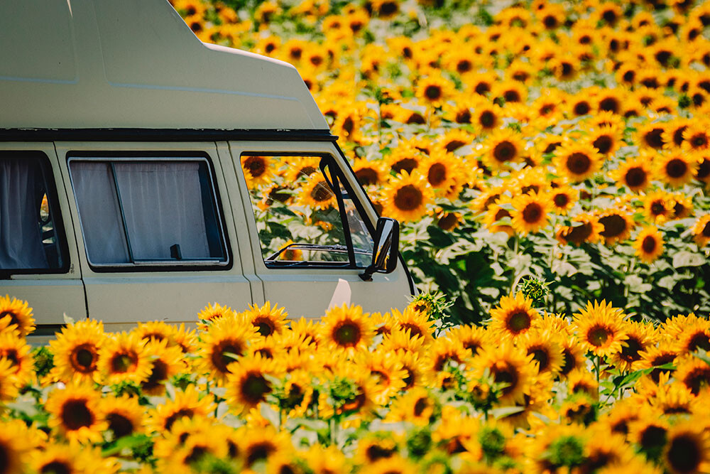© Le Monde de Tikal (Dana Tentea et Stéphane Boitel)