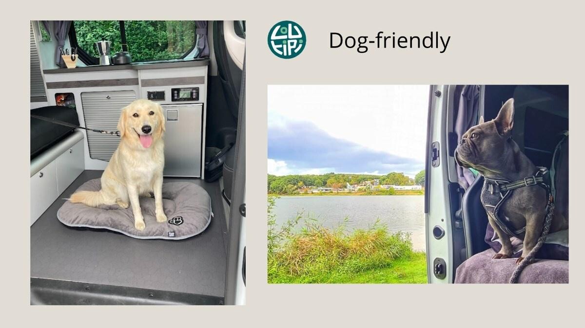 Bonne nouvelle pour les propriétaires de chiens : leurs animaux sont les bienvenus à bord des vans Loutipi.